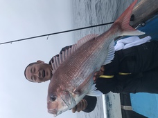 マダイ　大鯛浮上！！