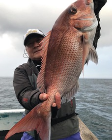 マダイ　大鯛•型物連発！！