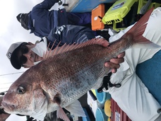 マダイ　大鯛浮上！！