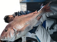 マダイ　特鯛浮上！！！