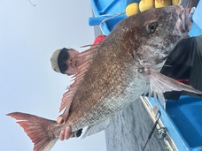 マダイ　特鯛浮上！！！